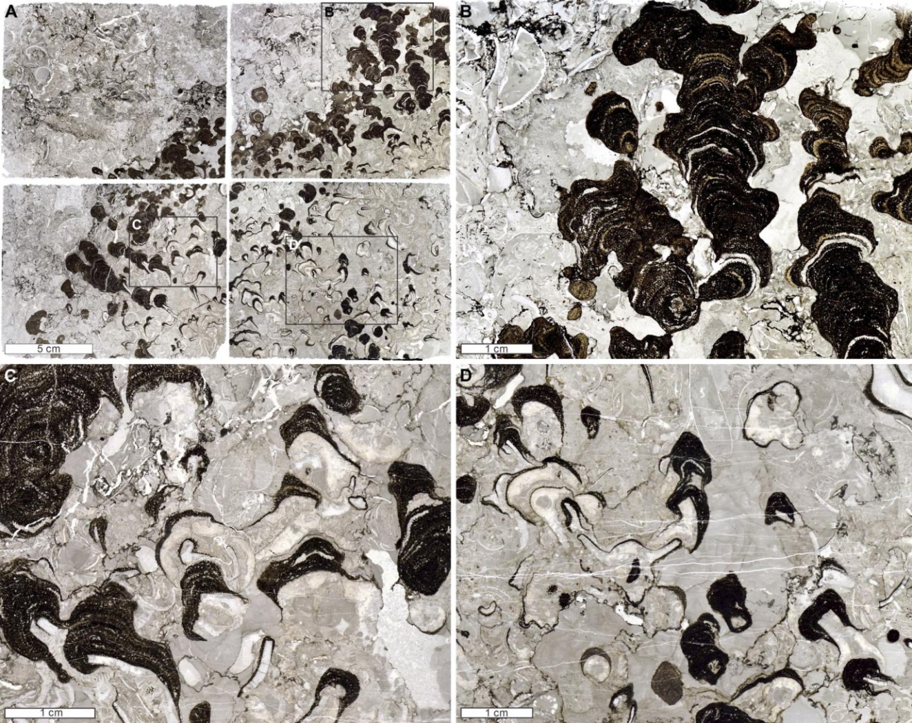 Китай: Знайдено губку віком 480 млн років, що змінює історію рифів