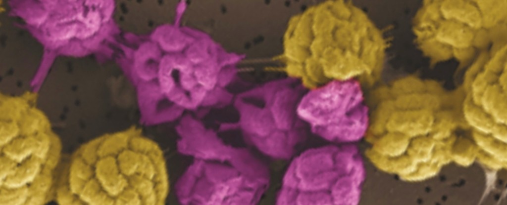 Унікальні бактерії, що живуть як єдиний організм