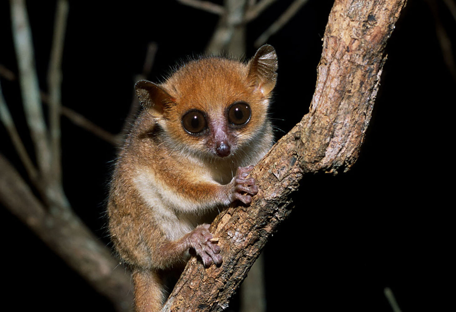 Науковці бють на сполох: 25 видів приматів опинилися на межі вимирання