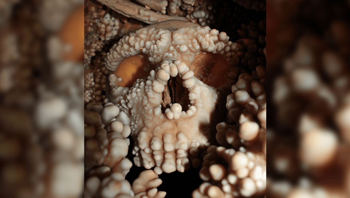 Носова порожнина неандертальця спростувала теорію про адаптацію