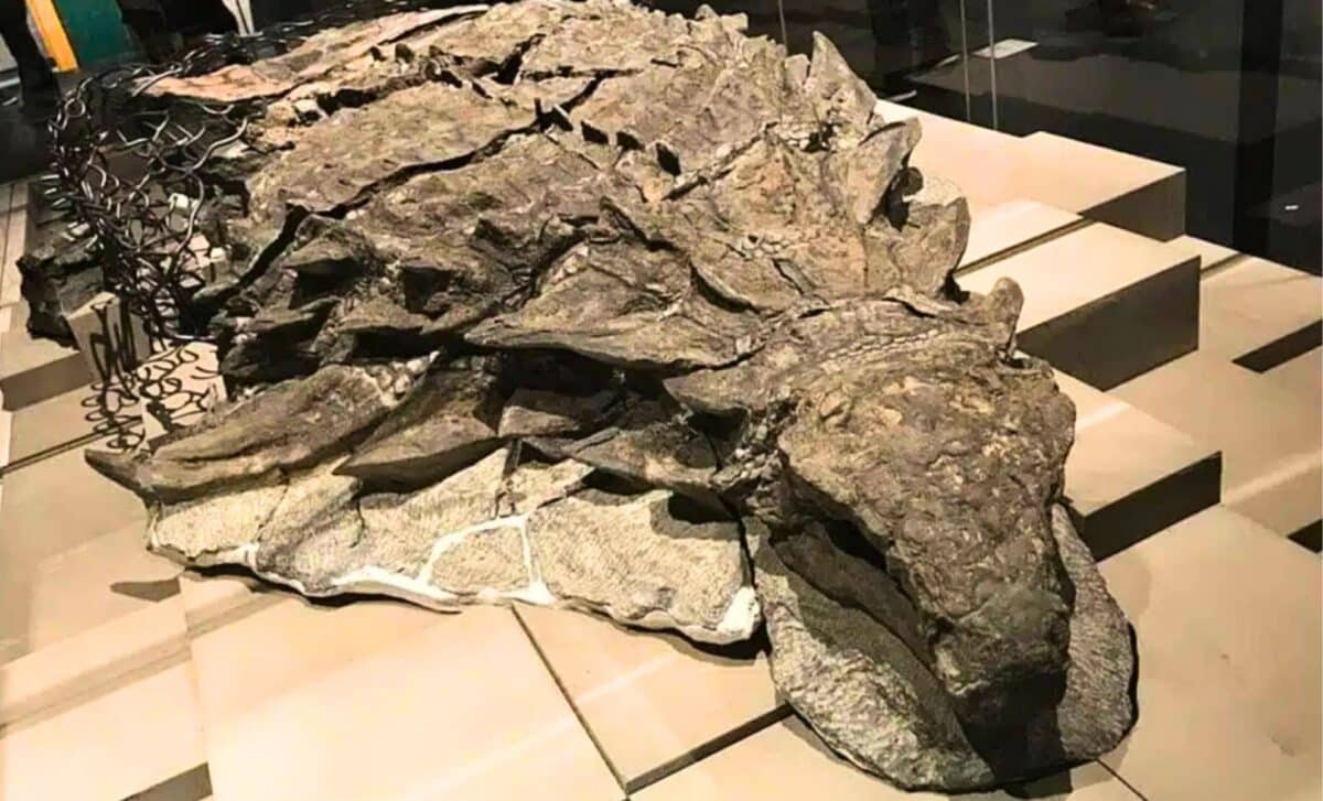 Динозавр з камуфляжем: унікальна знахідка в Канаді