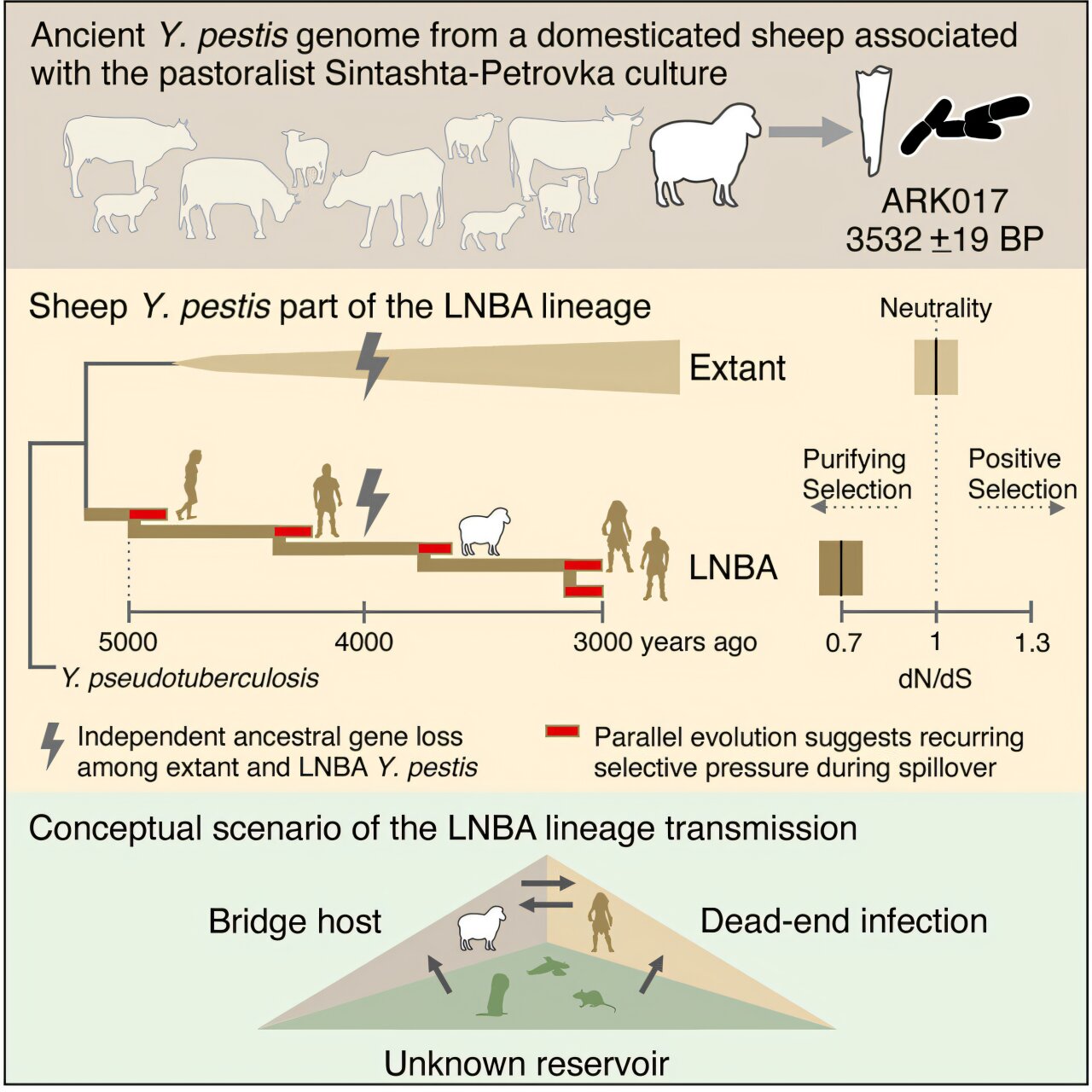 Вівця розкрила таємницю поширення чуми бронзової доби