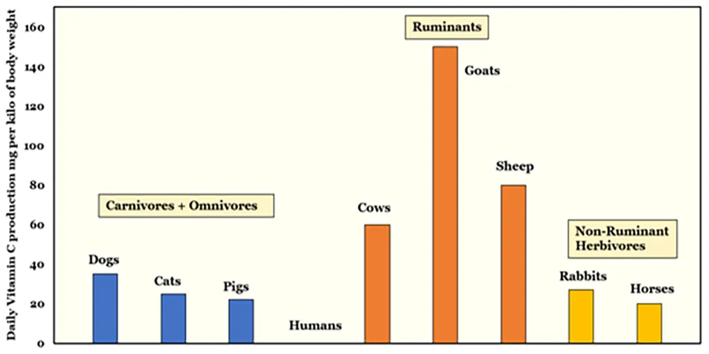 Вітамін С: як втрата здатності його виробляти вплинула на людство