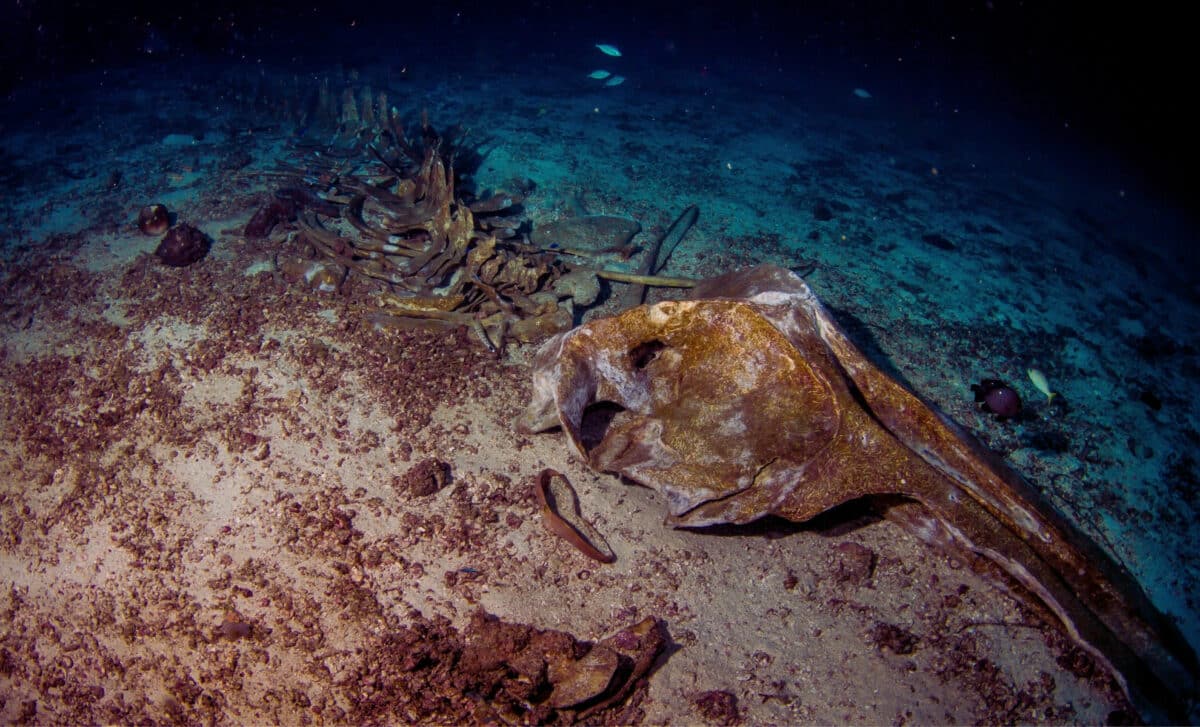 Мертві зони океану: зникнення ключових видів загрожує екосистемі