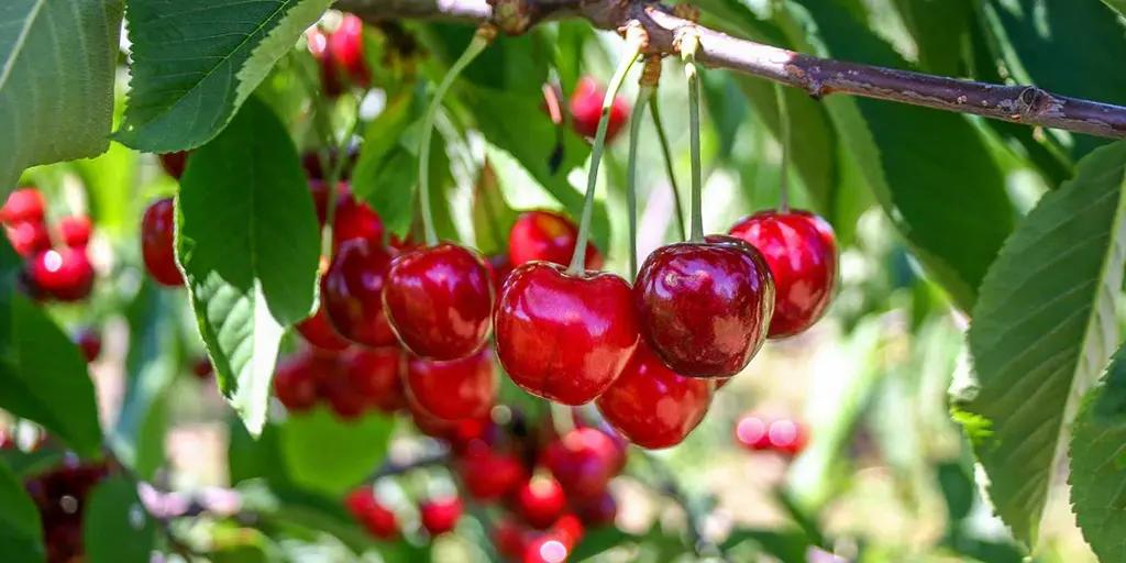 Урожай черешні в Аргентині: зміна клімату чи природні коливання