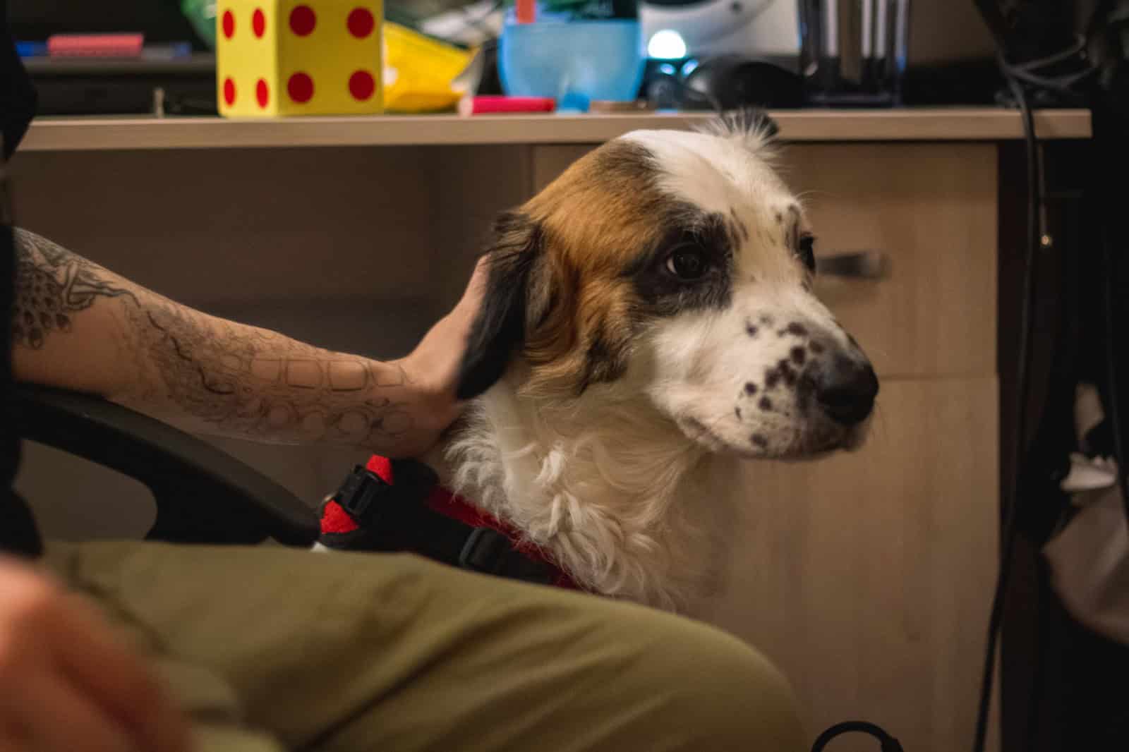 Горе за домашніми тваринами може стати психічним розладом