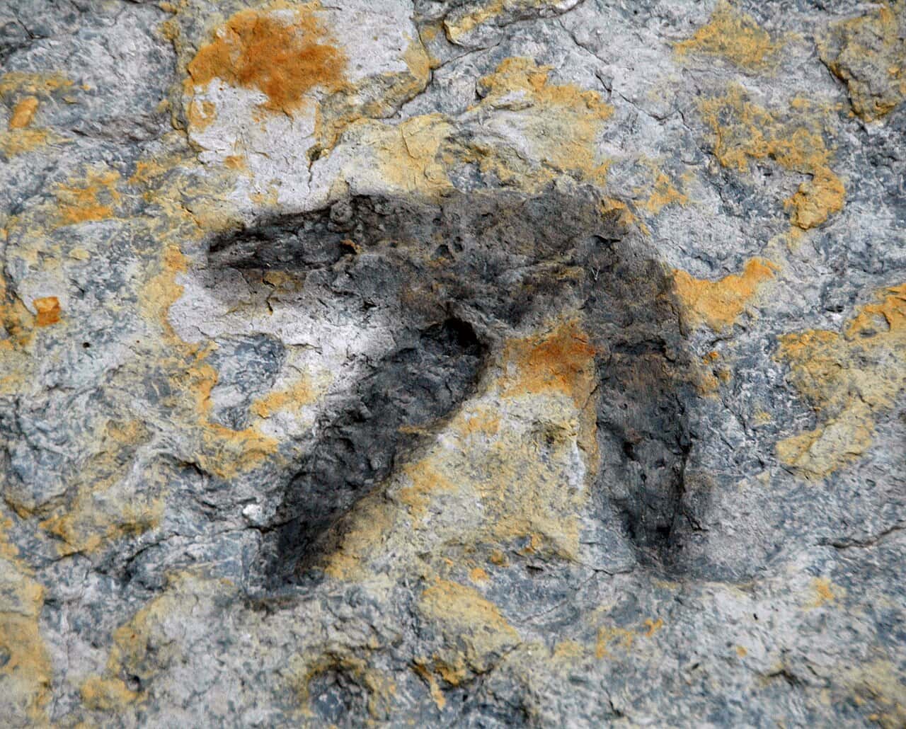 Штучний інтелект навчився визначати динозаврів за слідами