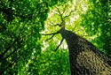 Планета Земля нуждается в новых лесах размером с США