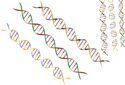 Новый метод редактирования ДНК митохондрий