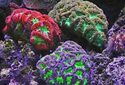 Бактериальные пробиотики защитили кораллы от последствий теплового стресса