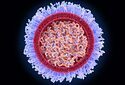Это вирусы, которые вакцины мРНК могут взять на себя