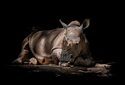 Учёные реконструировали историю эволюции ДНК носорога