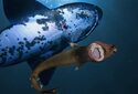Долю крупной добычи в диете бразильских сигарных акул переоценили