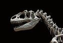 Особенности зубов динозавров пермского периода