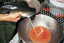 Многофункциональная сперма лосося