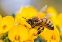 Сельским пчелам пришлось лететь за едой дальше городских