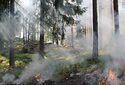 Едкий дым от лесных пожаров несёт огромный вред нашему здоровью