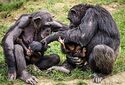 Шимпанзе могут испытывать чувство страдания.