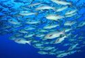 Количество некоторых паразитов рыб и морских млекопитающих увеличилось почти в 300 раз в течение 40 лет