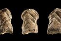 Резная кость указала на склонность неандертальцев к искусству