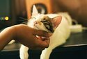 Недружелюбные коты в приюте со временем улучшили отношение к людям
