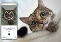 Мобильное приложение поможет выявить боль у котов