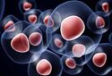 Ученые исследуют возможность создавать стволовые клетки из менструальной крови