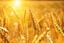 Новая модифицированная пшеница решит проблемы с продовольствием