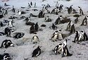 Пчелы убили 63 редких африканских пингвинов в Южной Африке