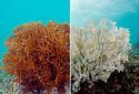 Гибель кораллов из-за нагрева воды