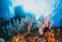 Жизнеспособность коралл в условиях изменения климата