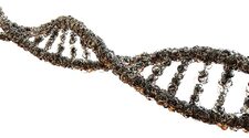 Определенная мутация генов укорачивает жизненный цикл