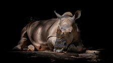 Учёные реконструировали историю эволюции ДНК носорога