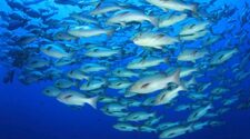 Количество некоторых паразитов рыб и морских млекопитающих увеличилось почти в 300 раз в течение 40 лет