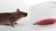 Комбинация двух лекарств уменьшила тягу зависимых мышей к алкоголю