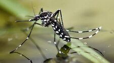 Опасные болезни комаров