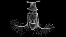 Эти крошечные жуки летают быстро благодаря щетинкам на крыльях и странному, широкому ходу
