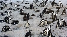 Пчелы убили 63 редких африканских пингвинов в Южной Африке