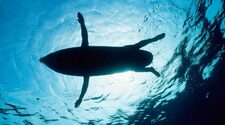 Сходство пловцов с ластоногими объяснила нападения акул на людей