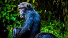 Гориллы и шимпанзе Африки потеряют до 94% ареала к 2050 году