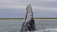 Серый кит установил рекорд на расстояние во время миграции, проплыв через пол мира