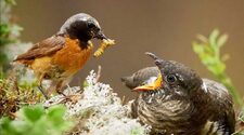 Эволюцию зрения птиц связали с подбрасыванием яиц в гнезда