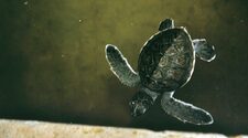 Большинство молодых морских черепах Австралии потребляют пластик