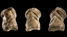 Резная кость указала на склонность неандертальцев к искусству