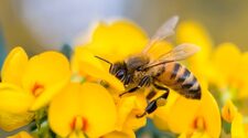Сельским пчелам пришлось лететь за едой дальше городских