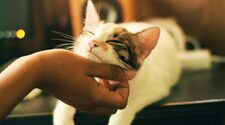 Недружелюбные коты в приюте со временем улучшили отношение к людям