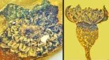 Палеонтологи нашли в янтаре новый вид цветка возрастом в 100 млн. лет