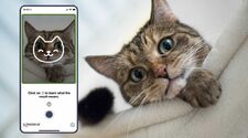 Мобильное приложение поможет выявить боль у котов
