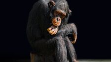 Смертельное заболевание шимпанзе вызвано бактериями