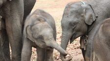 Наличие старшего брата или сестры связали с лучшей выживаемостью у слонов